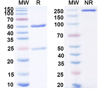 HPV16 L1/Major capsid protein L1 Antibody