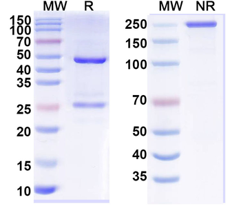 Research Grade Adalimumab Antibody