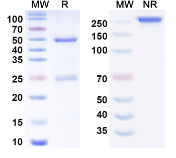CCHFV Glycoprotein C/Gc Antibody