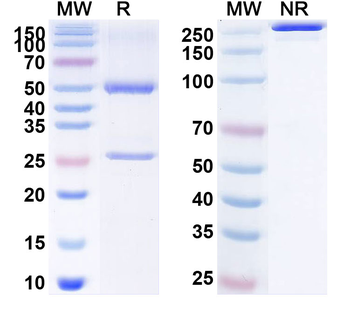 MARV GP/Envelope glycoprotein Antibody