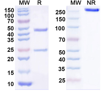 Rat IgG1 lambda Isotype Control Antibody
