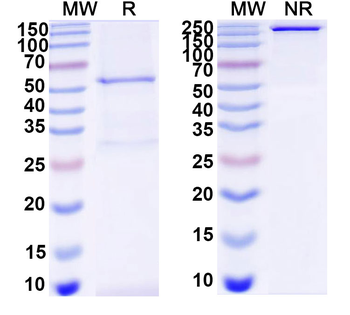 PDCoV Spike RBD Antibody