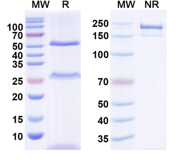 Nivolumab Neutralizing Antibody