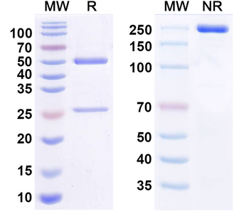 Nivolumab Neutralizing Antibody