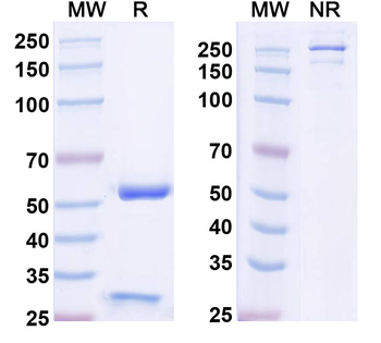 Nivolumab Neutralizing Antibody