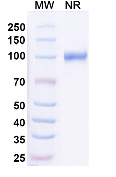 Mouse CDw210b/IL10RB Antibody