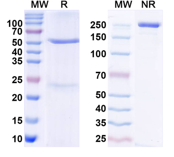 Human Angiotensin-2 Antibody