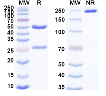 Human UPK3A Monoclonal Antibody