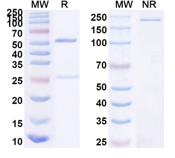 Human CD123/IL3RA Monoclonal Antibody