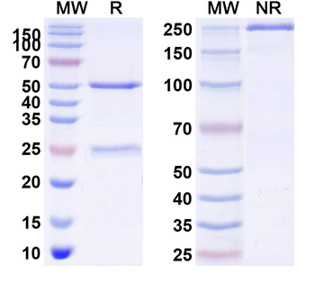 Human CD123/IL3RA Monoclonal Antibody