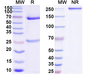 Human CD3G Monoclonal Antibody