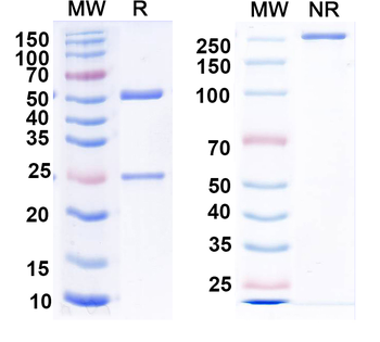 Human CXCL16/SR-PSOX Monoclonal Antibody