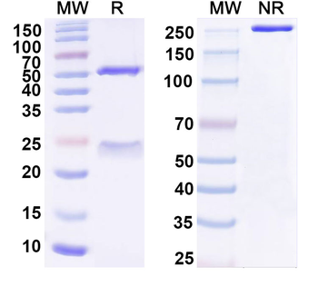 Human CD2AP Monoclonal Antibody