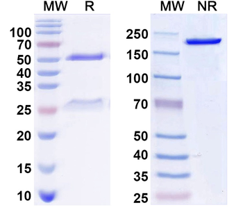 Human CD2AP Monoclonal Antibody