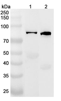 IL16 Polyclonal Antibody