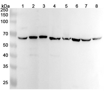 CDK16 Polyclonal Antibody