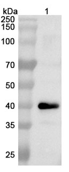 VEEV Spike glycoprotein E2 Polyclonal Antibody