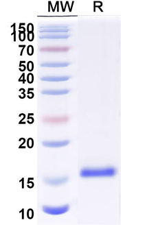 Castor bean Ricin Nanobody Antibody