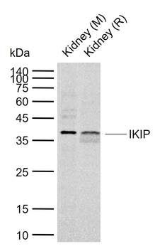 IKIP Rabbit Polyclonal Antibody