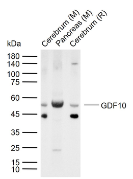 GDF10 Rabbit Polyclonal Antibody