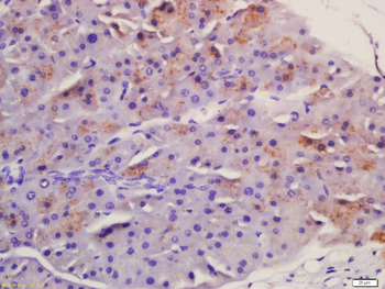 Frizzled 5 Rabbit Polyclonal Antibody