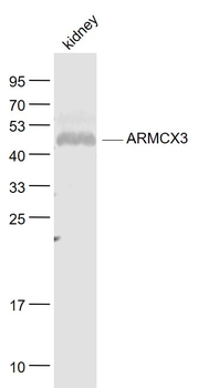 ARMCX3 Rabbit Polyclonal Antibody