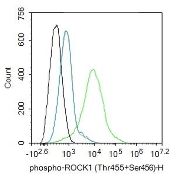 Phospho-ROCK1 (Thr455+Ser456) Rabbit Polyclonal Antibody