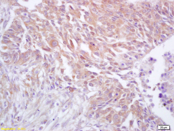 CDC37 Rabbit Polyclonal Antibody