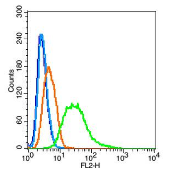 Thyroid hormone receptor alpha Rabbit Polyclonal Antibody