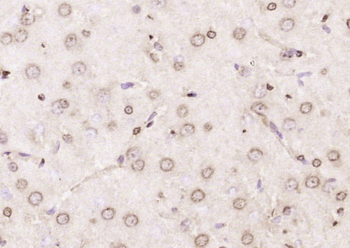 GRASP65 Rabbit Polyclonal Antibody