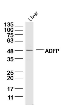 Perilipin-2 Rabbit Polyclonal Antibody