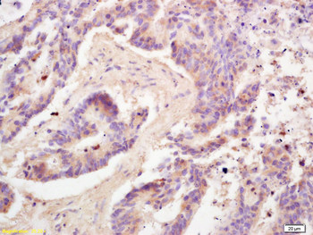 Adiponectin Rabbit Polyclonal Antibody