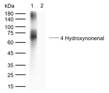 4 Hydroxynonenal Rabbit Polyclonal Antibody