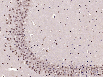 PHAP1 Rabbit Polyclonal Antibody