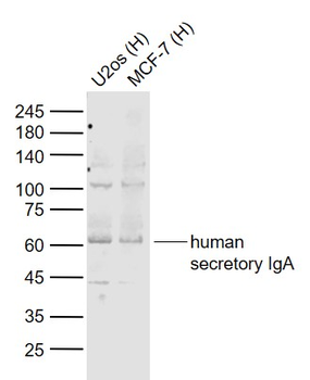 Human secretory IgA Rabbit Polyclonal Antibody