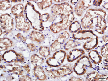 Endomucin Rabbit Polyclonal Antibody