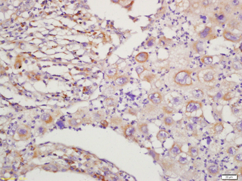 RAC1+RAC2 Rabbit Polyclonal Antibody
