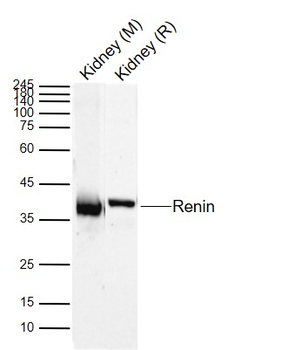Renin Rabbit Polyclonal Antibody