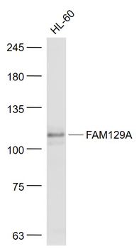 FAM129A Rabbit Polyclonal Antibody