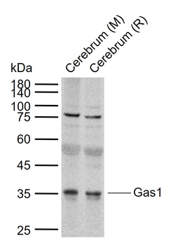 Gas1 Rabbit Polyclonal Antibody