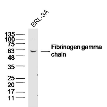Fibrinogen gamma chain Rabbit Polyclonal Antibody