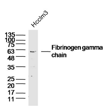 Fibrinogen gamma chain Rabbit Polyclonal Antibody