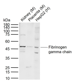 Fibrinogen gamma chain Rabbit Polyclonal Antibody