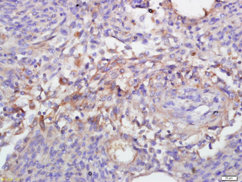 Annexin V Rabbit Polyclonal Antibody