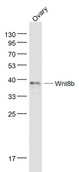 Wnt8b Rabbit Polyclonal Antibody