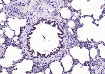EIF4B Rabbit Polyclonal Antibody