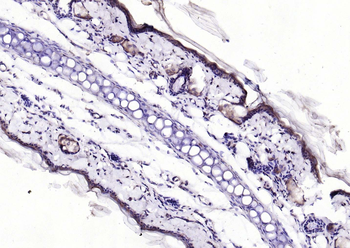 EIF4B Rabbit Polyclonal Antibody