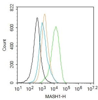 ASCL1 Rabbit Polyclonal Antibody