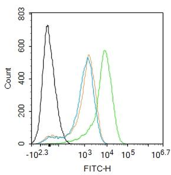 ATF4 Rabbit Polyclonal Antibody
