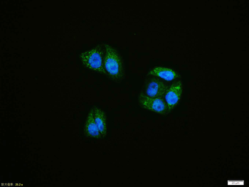 ATF6 Rabbit Polyclonal Antibody
